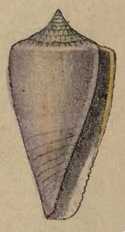 Image of Conus submarginatus