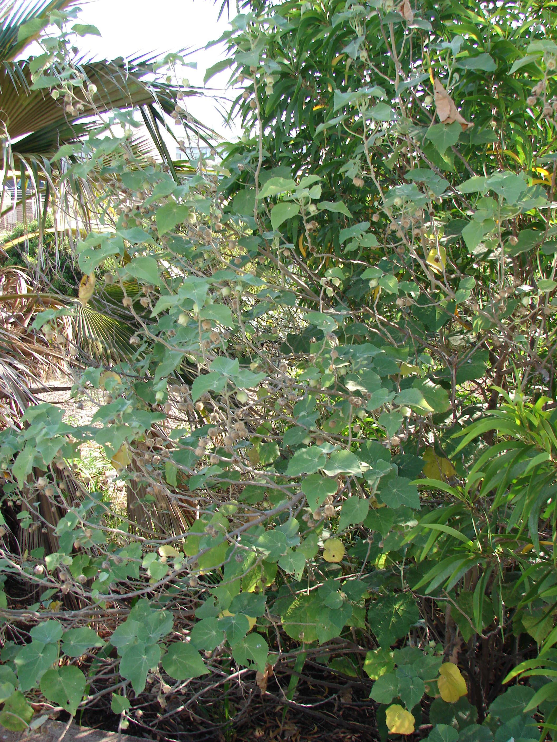 Image of Hidden-petaled Abutilon