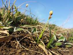 Image of spring-sedge