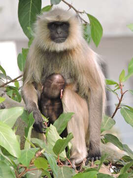 Image of Northern plains gray langur