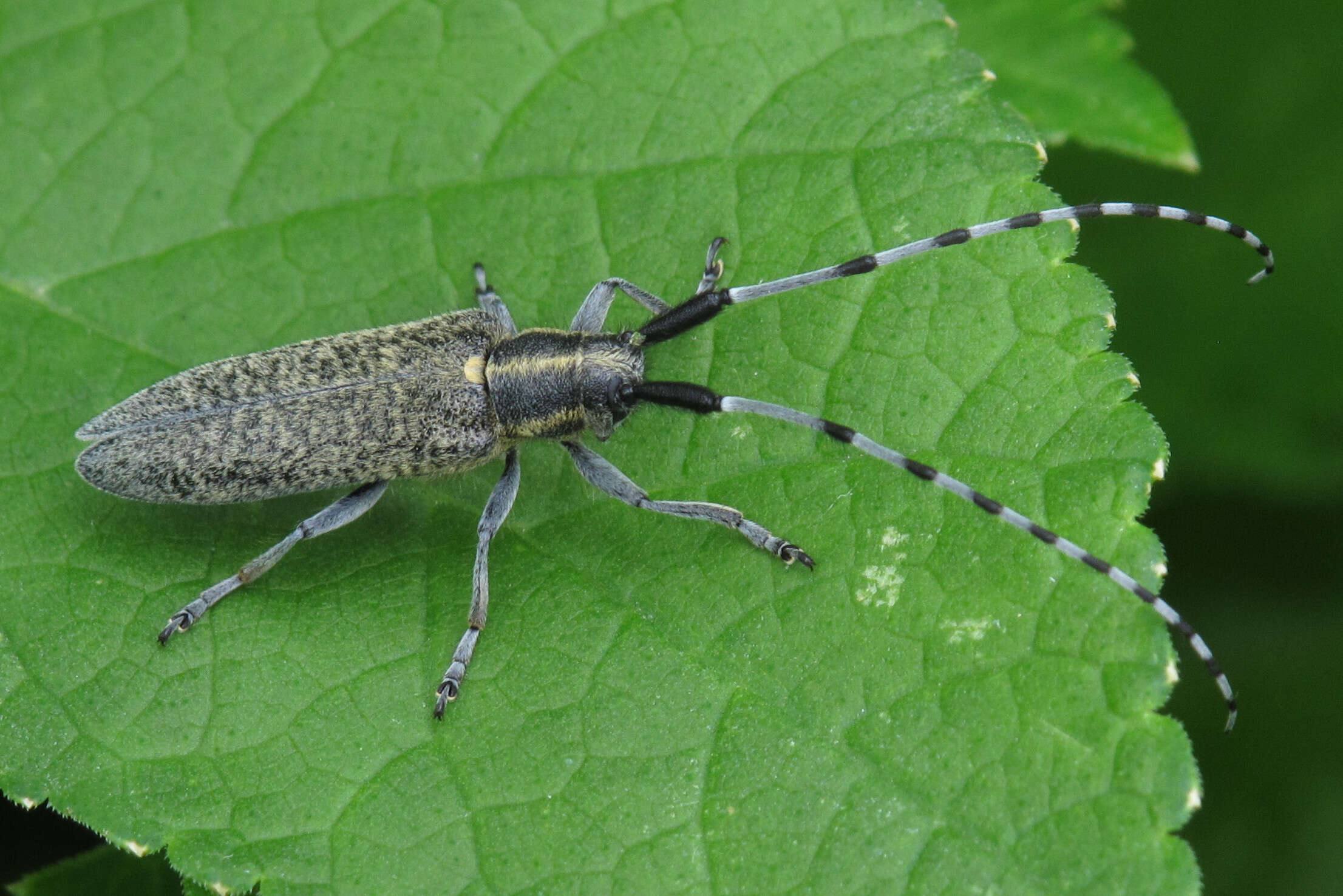 Image of Agapanthia (Epoptes) villosoviridescens (Degeer 1775)