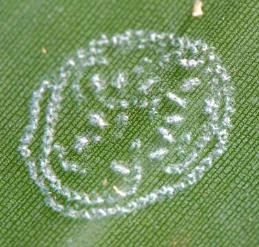 Image of Whitefly