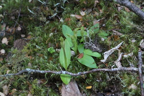 Imagem de Chiloglottis cornuta Hook. fil.