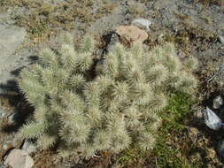 Image de Cylindropuntia imbricata (Haw.) F. M. Knuth