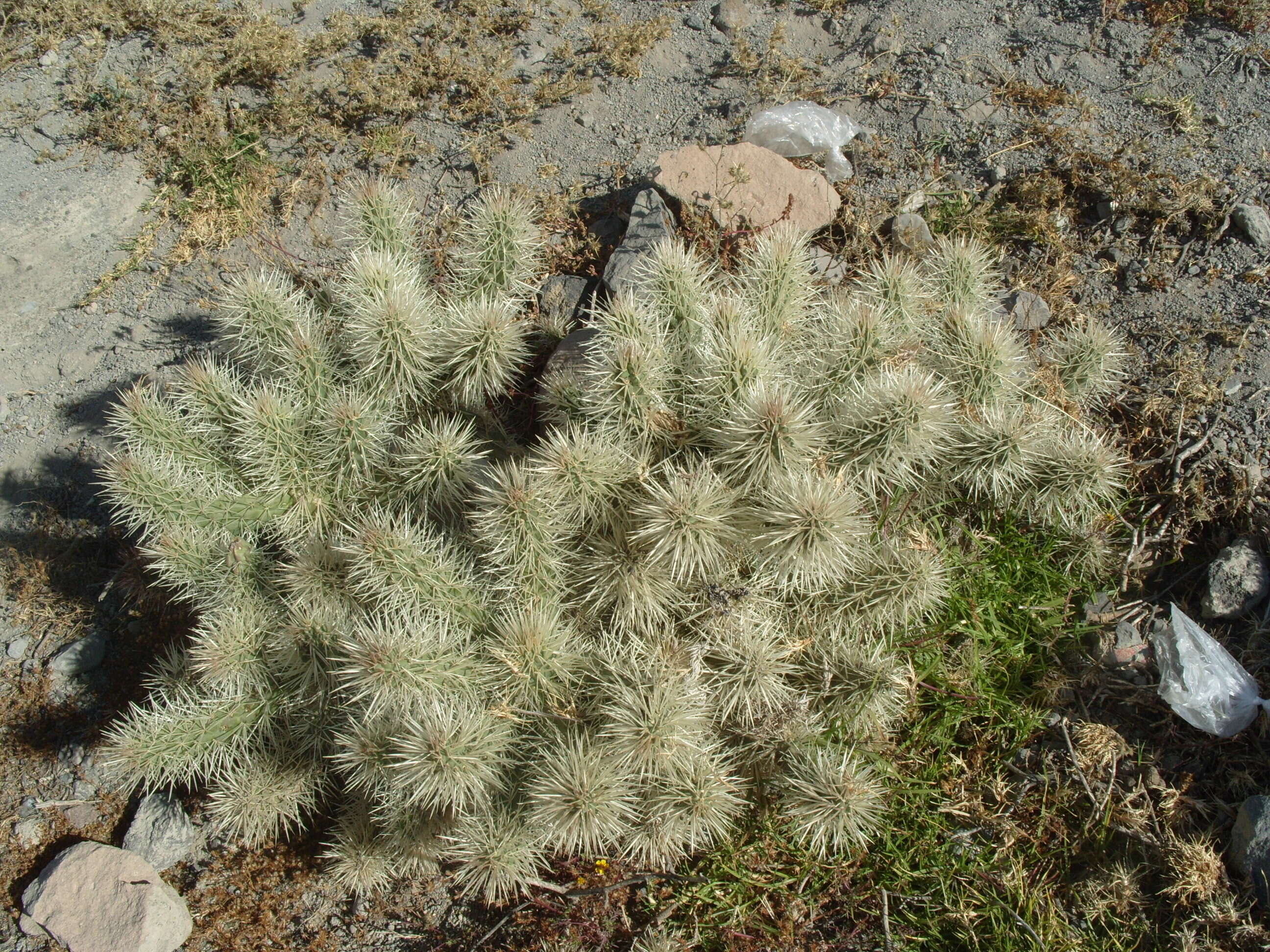 Image de Cylindropuntia imbricata (Haw.) F. M. Knuth