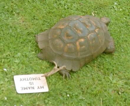 Image of Marginated Tortoise