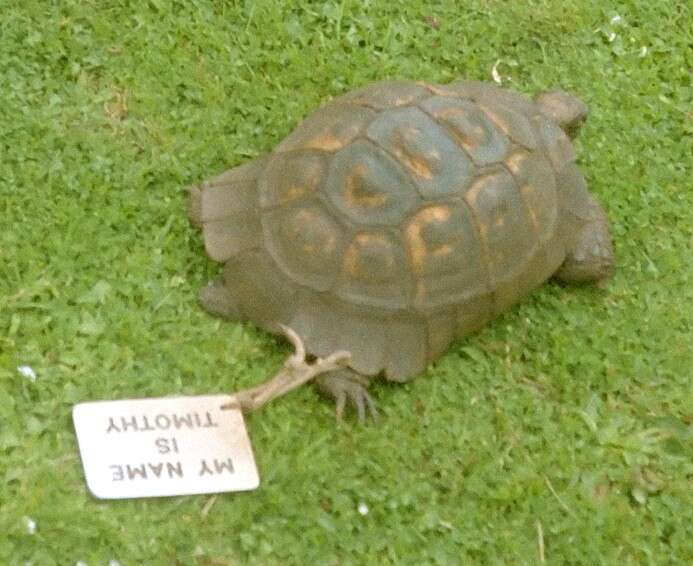 Image of Marginated Tortoise