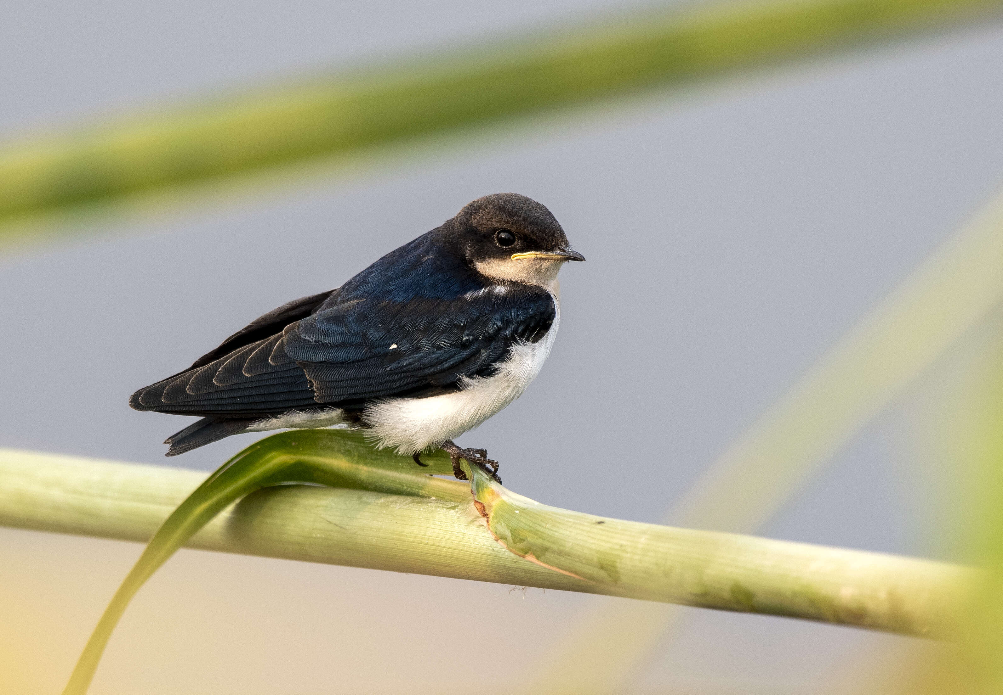 Hirundo smithii Leach 1818 resmi