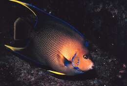 Image of Angelfish