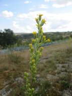 Image of goldenrod