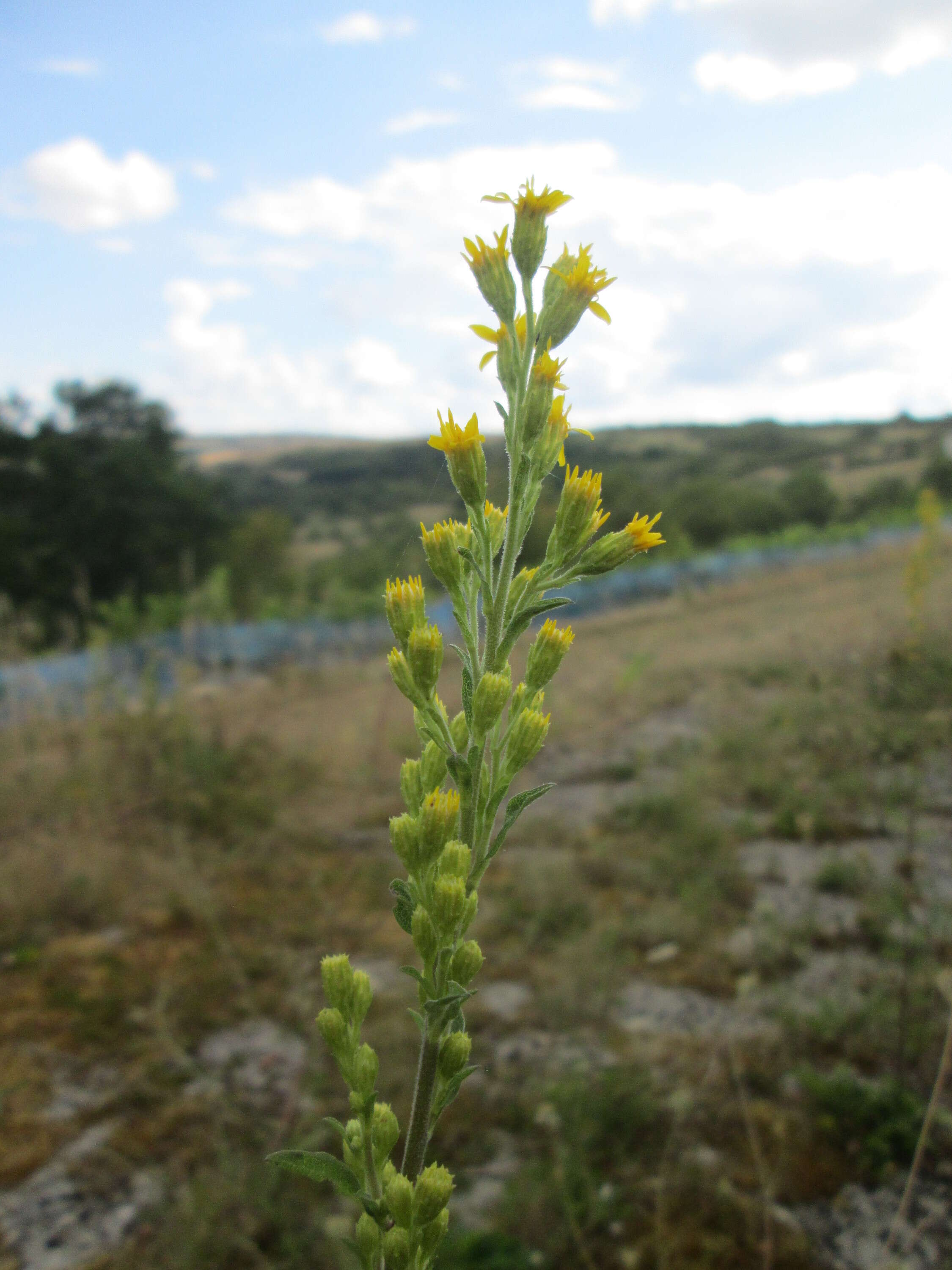 Image of goldenrod