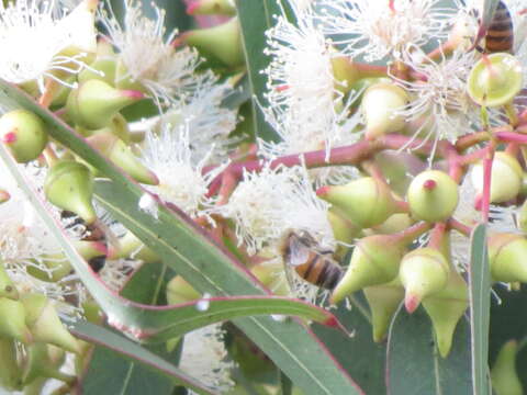 Image of forest redgum