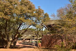 Image of African weeping-wattle