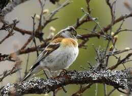 Imagem de Fringilla montifringilla Linnaeus 1758