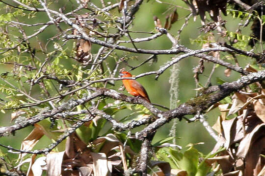 Image of Red Tanager