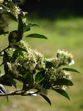 صورة Psydrax odorata (G. Forst.) A. C. Sm. & S. P. Darwin