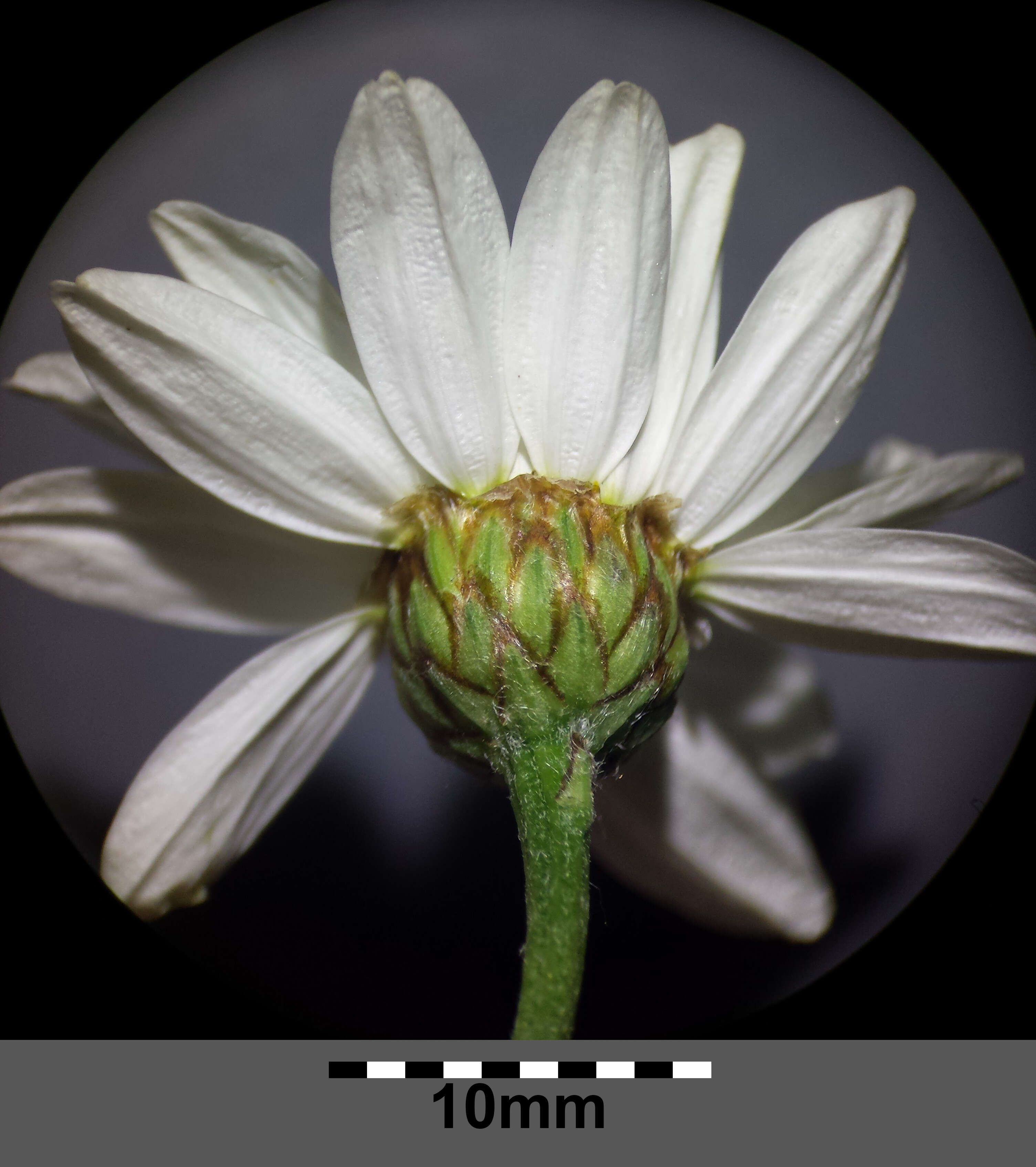 Image of corymbflower tansy