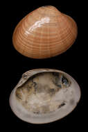 Image of Smooth clam