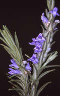 Image of Chloanthes parviflora Walp.