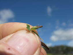 Image of hairy bird's-foot trefoil