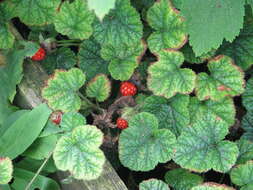 Image of Rubus pectinellus Maxim.