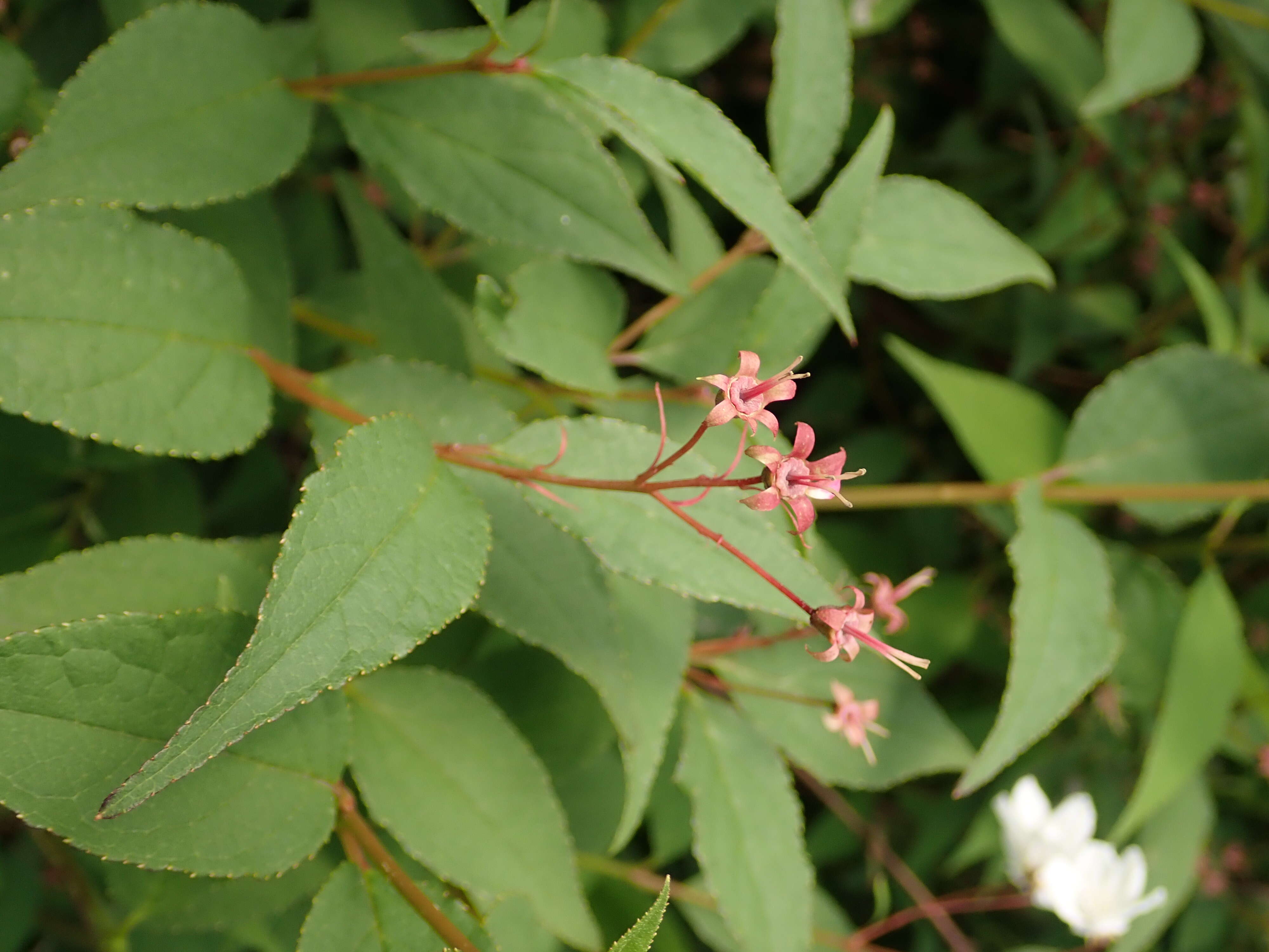 Image of slender pride of Rochester