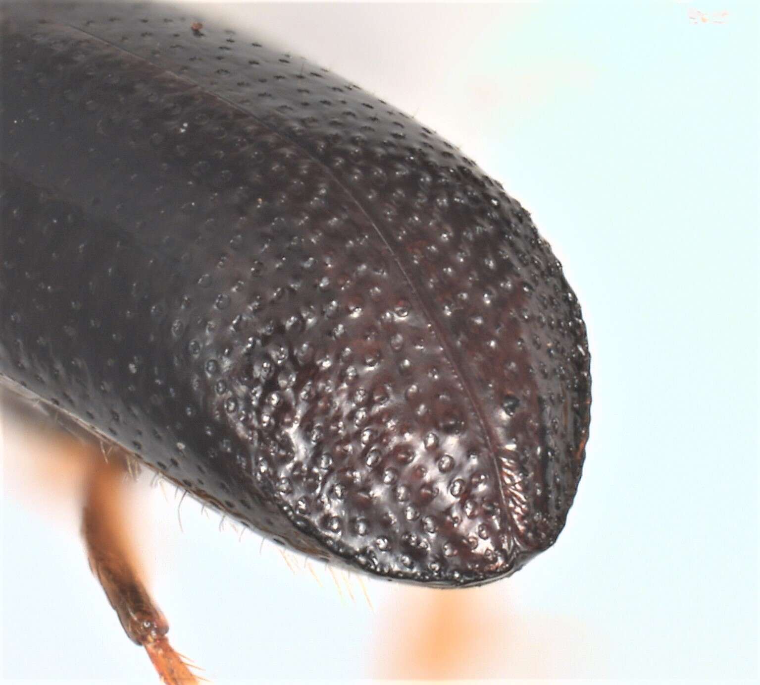 Image of Redbay Ambrosia Beetle