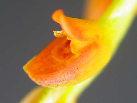 Image of Acianthera ochreata (Lindl.) Pridgeon & M. W. Chase