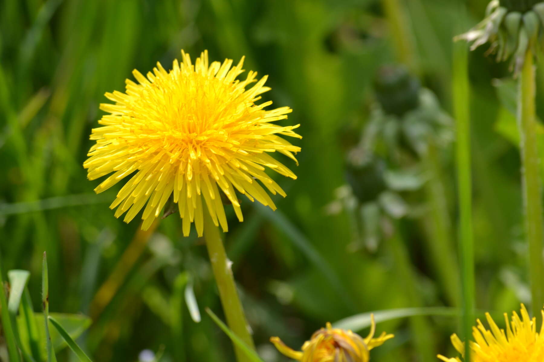 Image of Common Dandelion