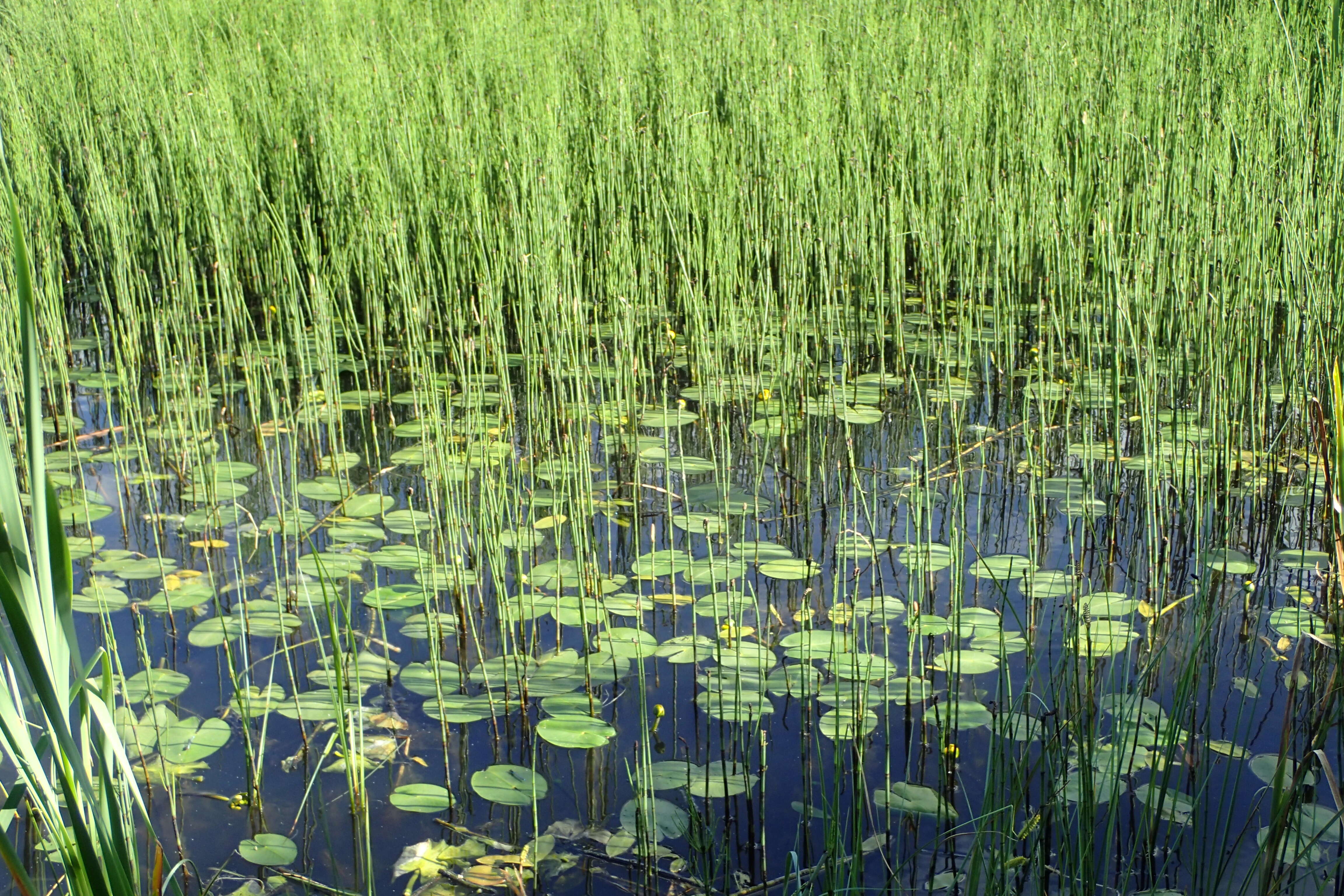 Image of Water Horsetail