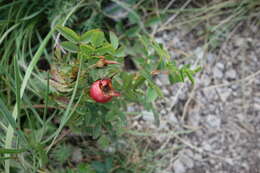 Image of dog rose