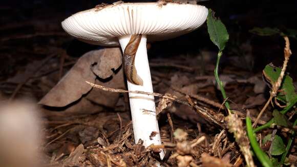 Image of gemmed Amanita