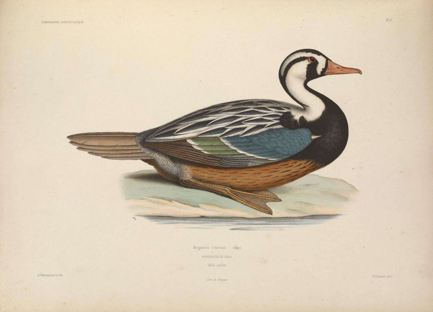 Image of Merganetta Gould 1842