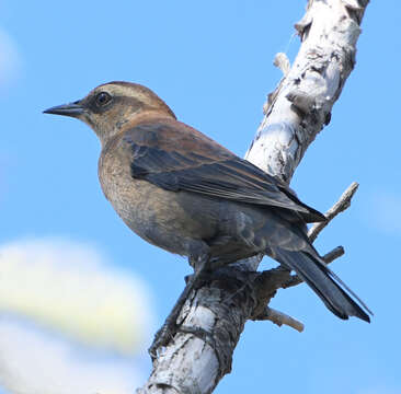 Image of Euphagus Cassin 1867