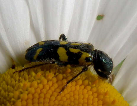 Image of Ornate Checkered Beetle