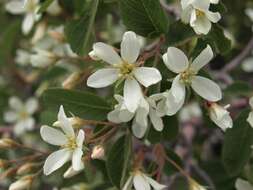 Image of Utah serviceberry