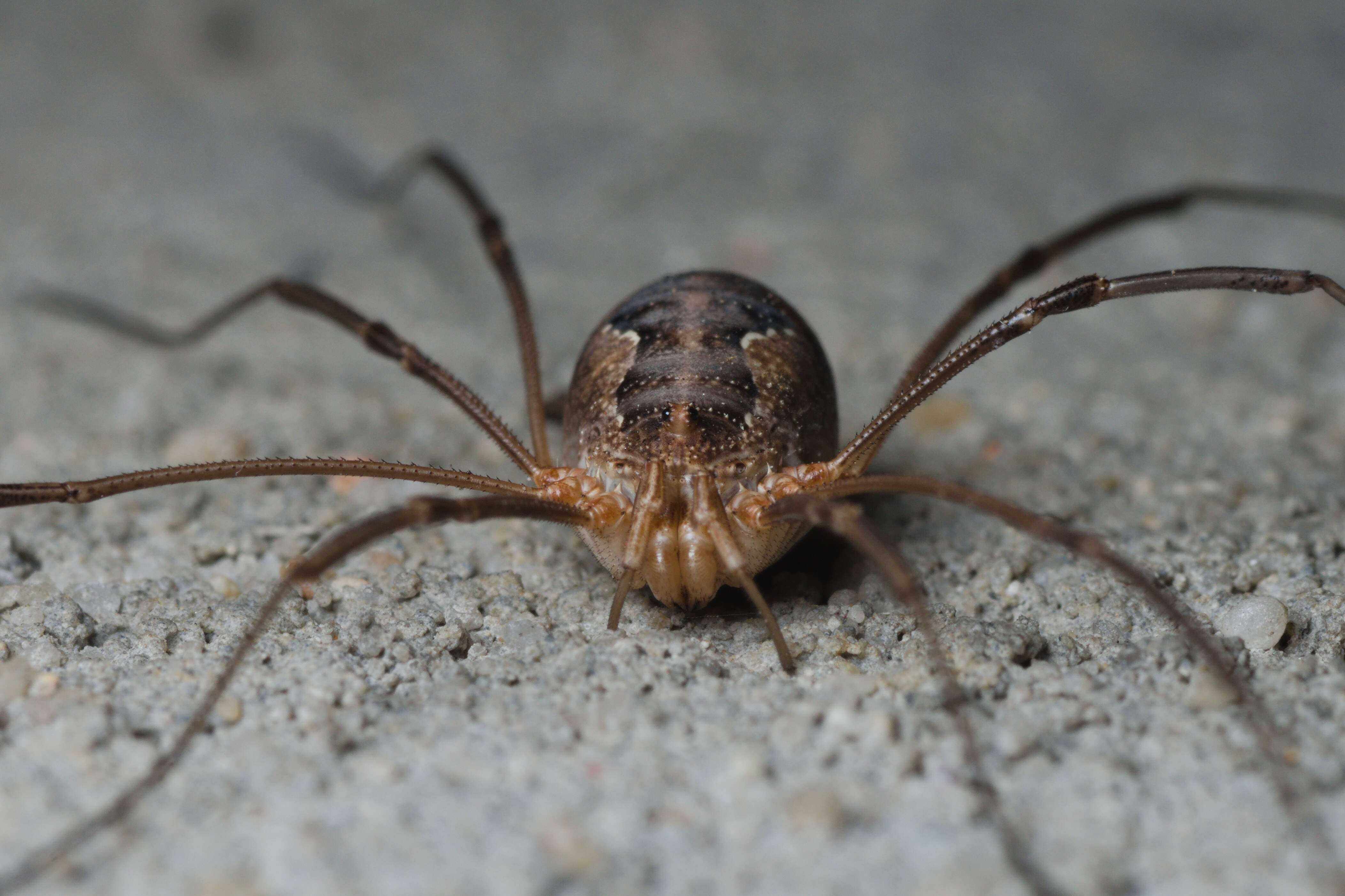 Image of Daddy longleg