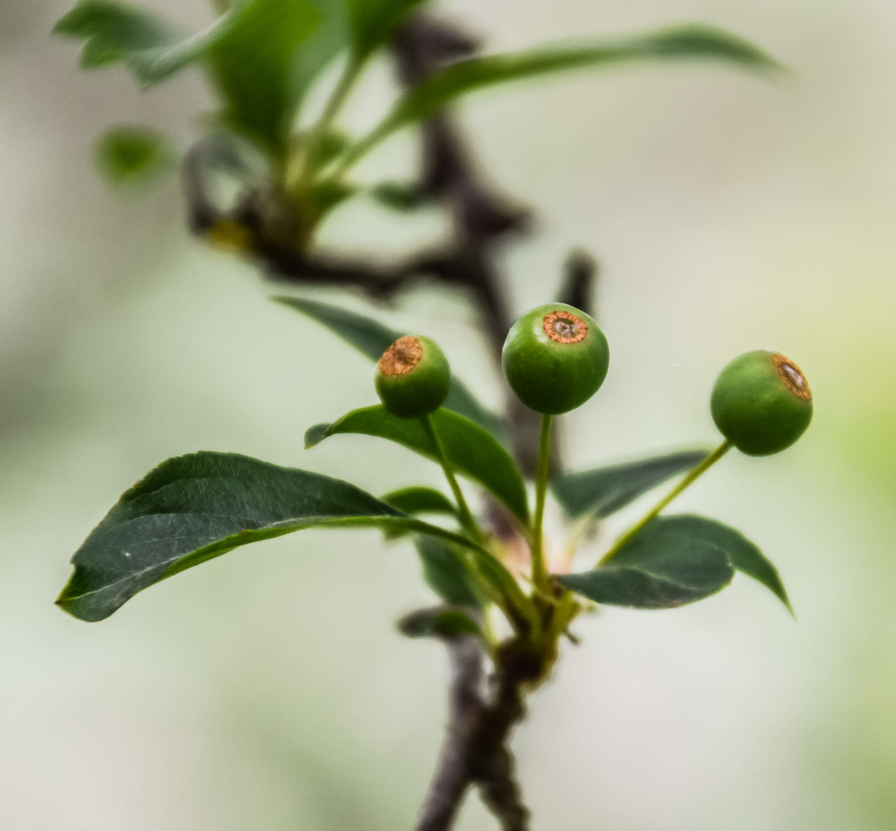 Malus transitoria (Batalin) C. K. Schneid. resmi