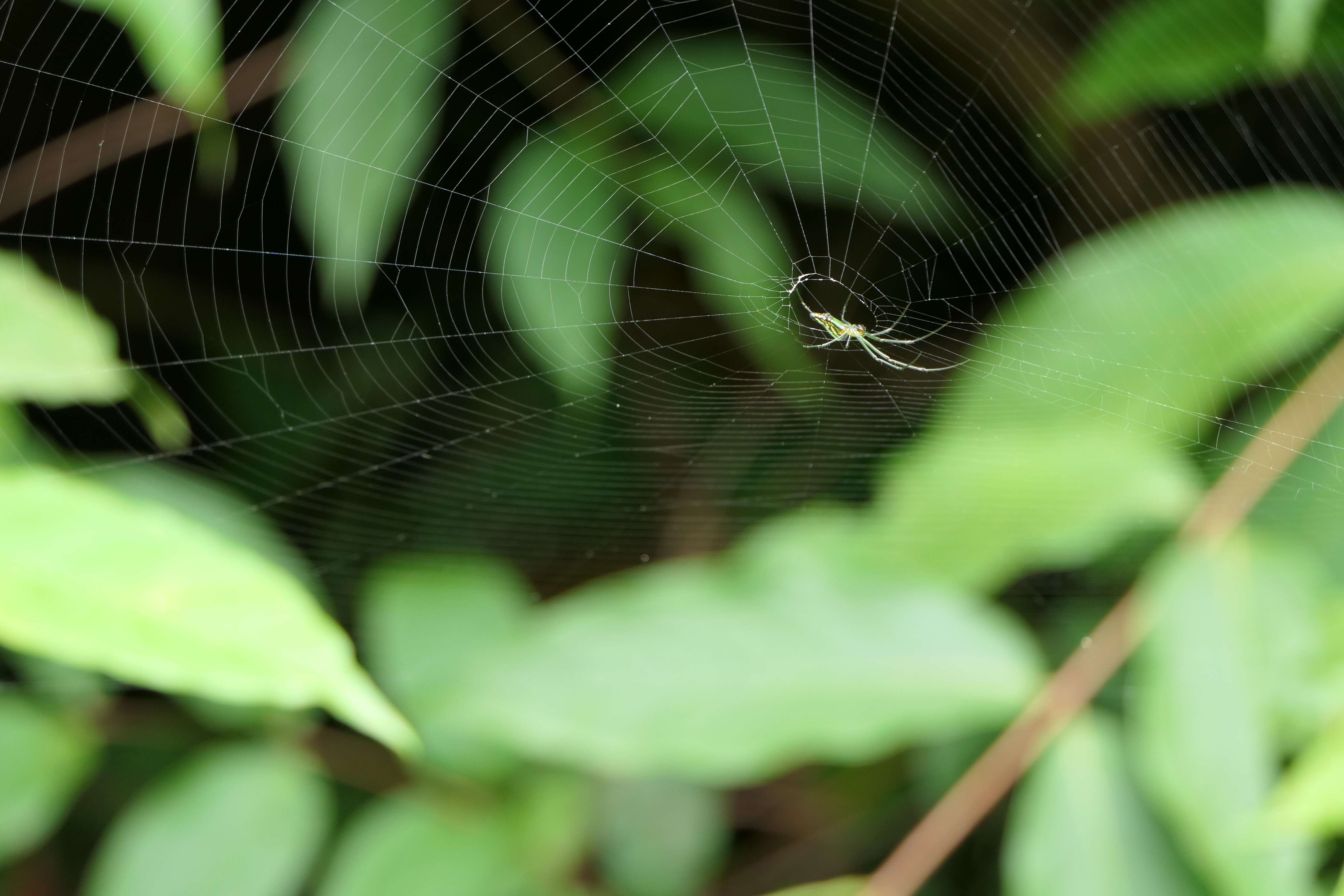 Image of Leucauge decorata (Blackwall 1864)