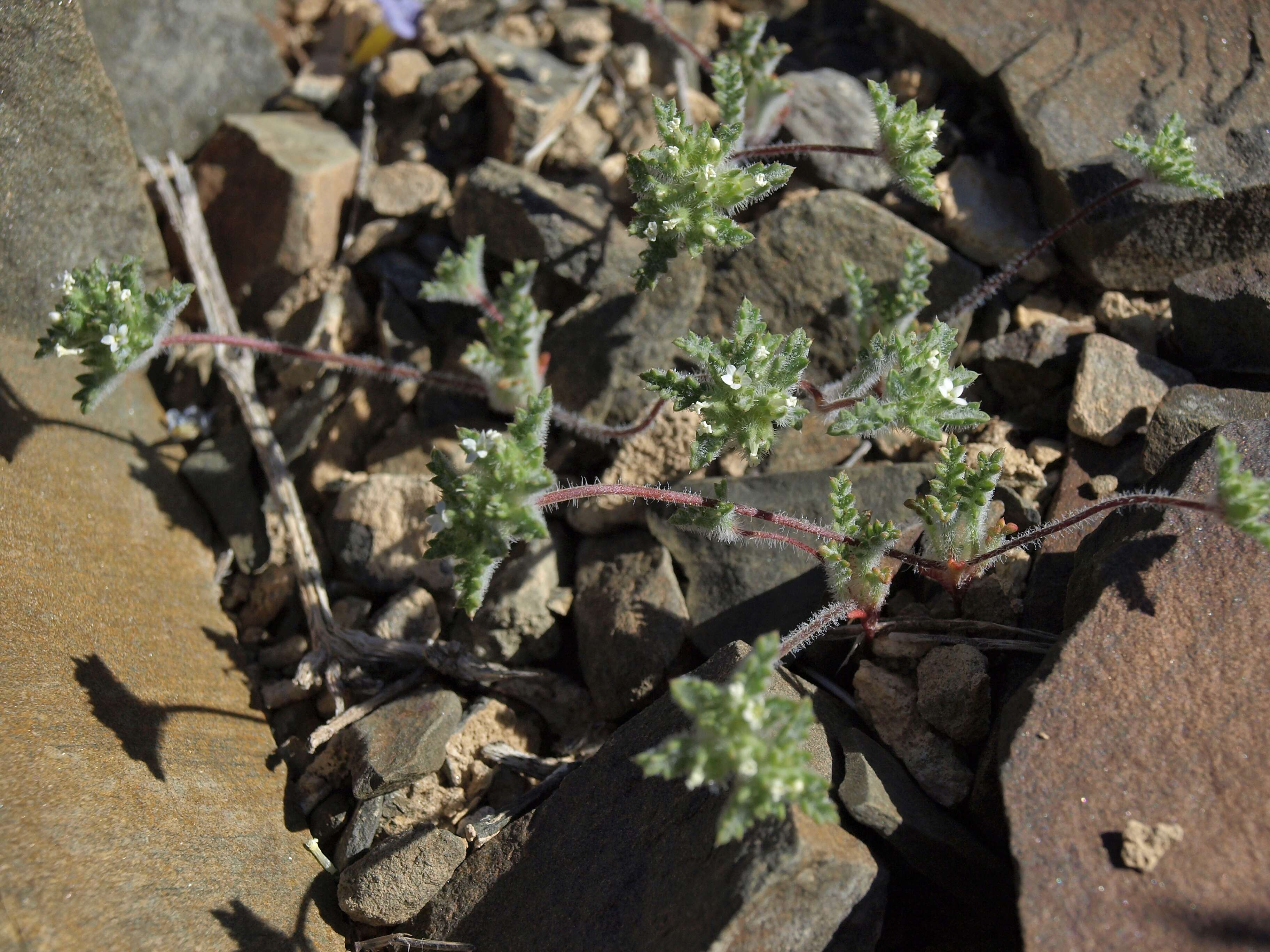 Image of manybranched ipomopsis