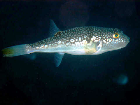 Image of Finepatterned Puffer