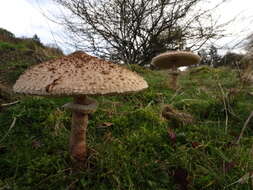 Image of Macrolepiota procera (Scop.) Singer 1948