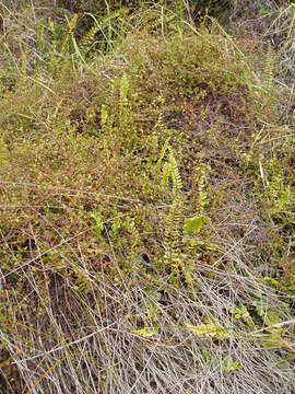 Plancia ëd Pellaea rotundifolia (G. Forst.) Hook.