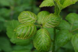 Image of Himalayan blackberry