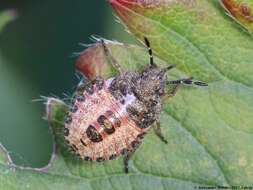 Image of sloe bug