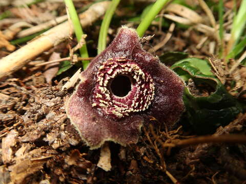 Image of Wild ginger