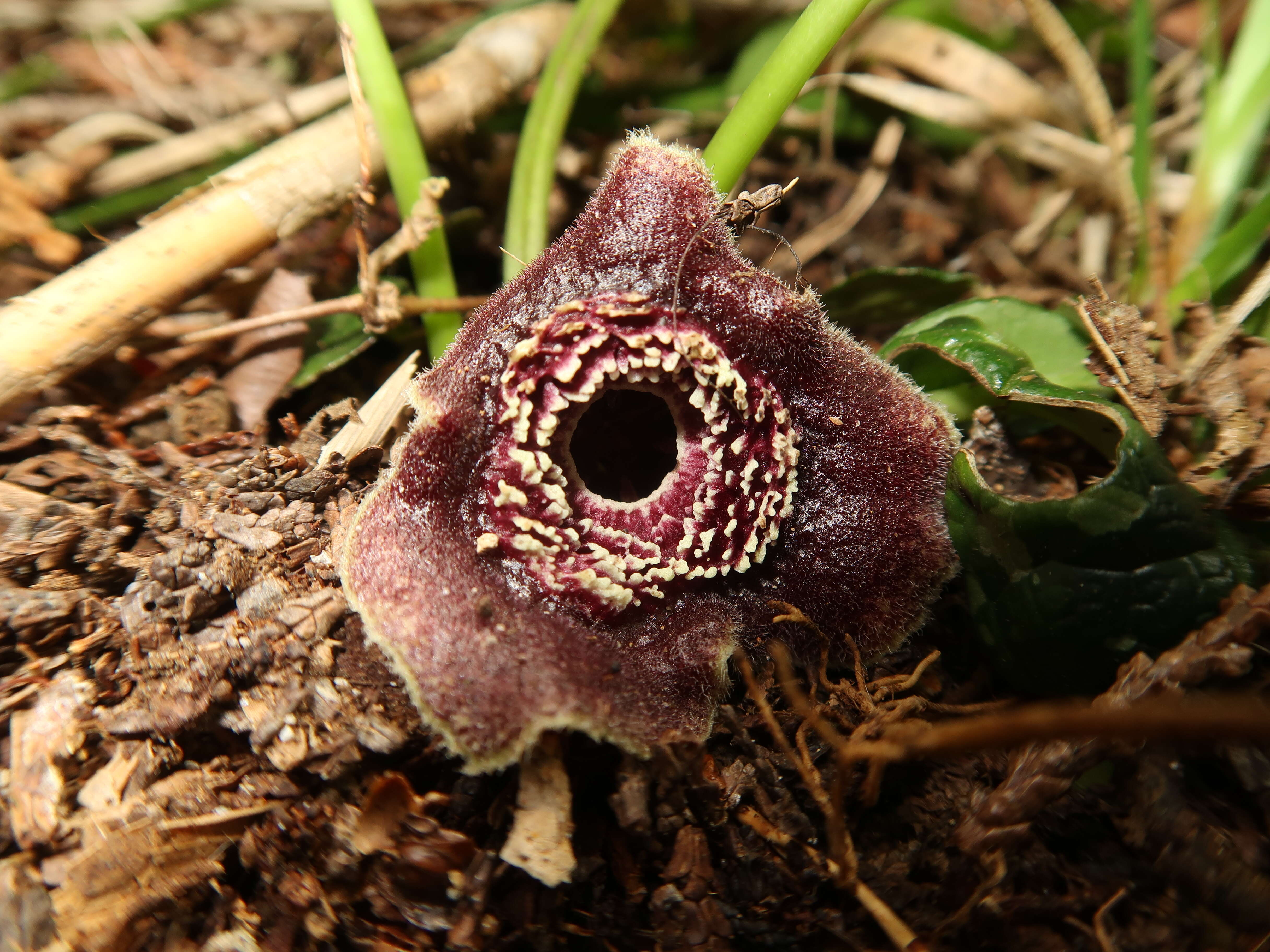 Image of Wild ginger