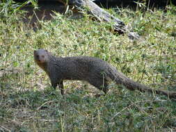 Image of Indian Gray Mongoose