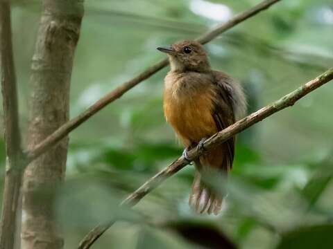 Image of Cinereous Antshrike