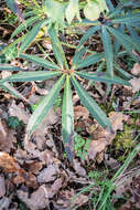 Image of Stinking Hellebore